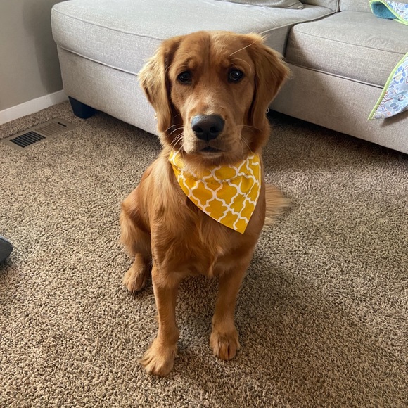 Other - 🟪Custom Handmade Reversible Dog Bandanas!